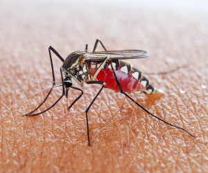 Malaria prevention and control in Italy