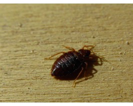 Cimice dei letti