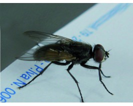 Mosca