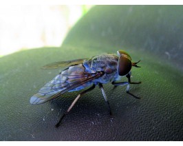 Tafani