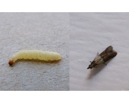 Tignola fasciata