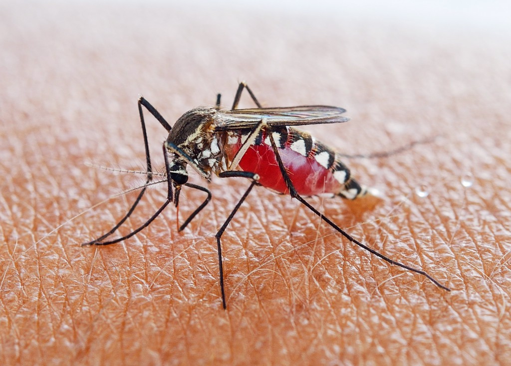 Prevenzione e controllo della malaria in Italia