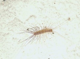 Centopiedi