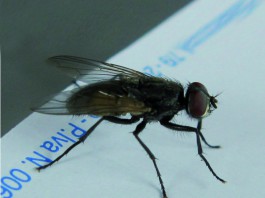 Mosca