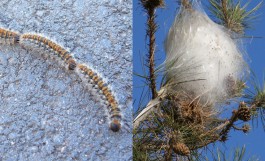 Processionaria del pino