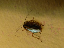 Scarafaggi