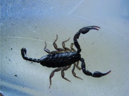 Scorpioni