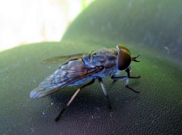 Tafani
