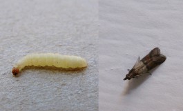 Tignola fasciata